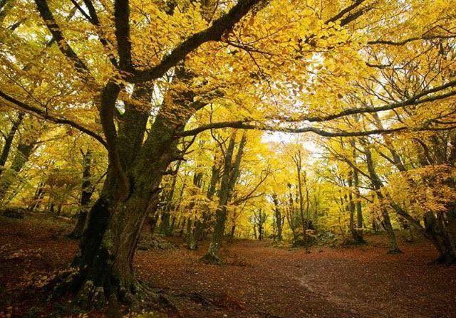 Abruzzo da vedere - Bosco di Sant'Antonio