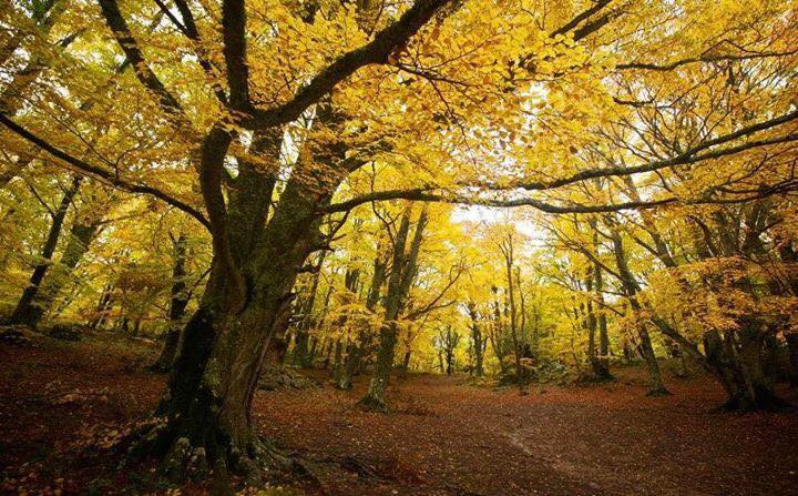 Abruzzo da vedere - Bosco di Sant'Antonio